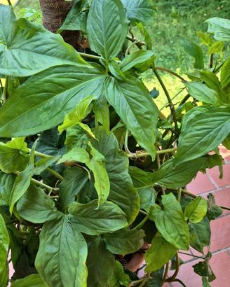 Syngonium