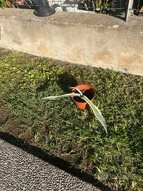 Piantine di agave americana