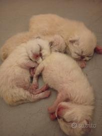 Exotic Shorthair 