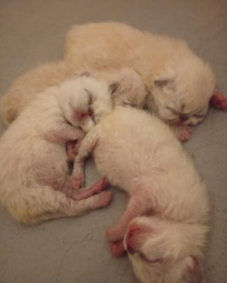 Exotic Shorthair 
