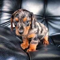 Bassottini nani stupendi