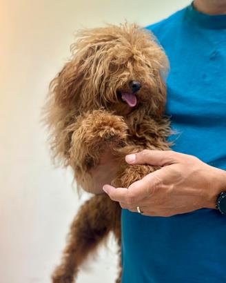 Barboncino rosso Red toy disponibile