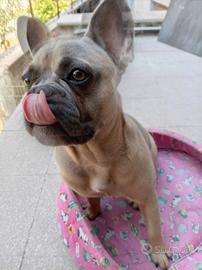 bulldog francese 