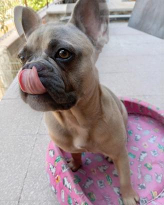 bulldog francese 