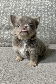 Chihuahua veri non giocattoli