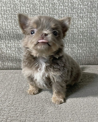 Chihuahua veri non giocattoli