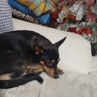 Cane metticio