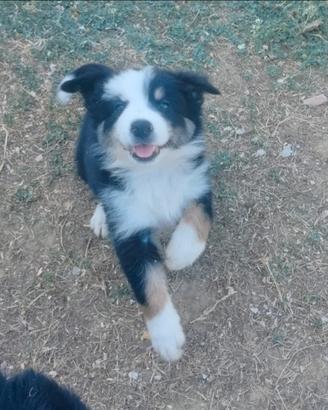 Cuccioli Border Collie