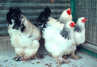 Galline ornamentali