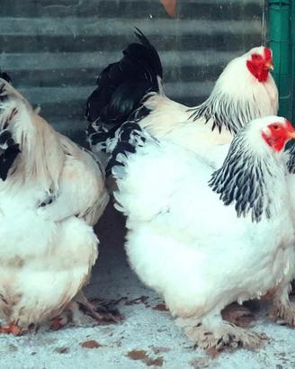 Galline ornamentali
