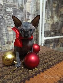 Gatti Sphynx