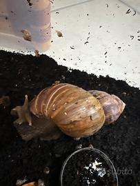 Lumaca gigante Africana