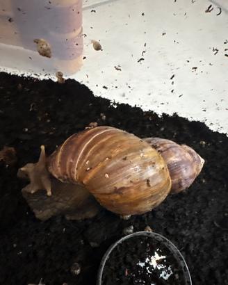 Lumaca gigante Africana