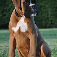 Cuccioli Boxer