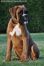Cuccioli Boxer