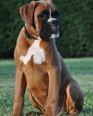 Cuccioli Boxer