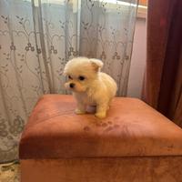 Cuccioli maltese mini toy