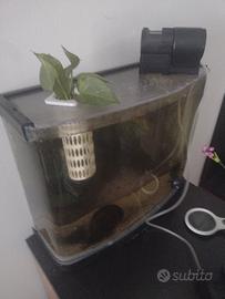acquario caridine