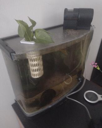 acquario caridine