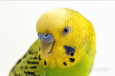 Cocorite abituate all'uomo linea selezionata