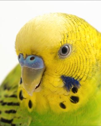 Cocorite abituate all'uomo linea selezionata