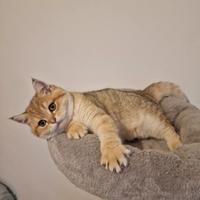 Scottish straight maschio