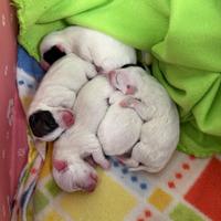 Cuccioli di jack Russell