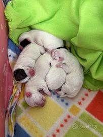 Cuccioli di jack Russell