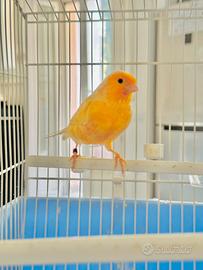 Canarino arancione anellato 2025