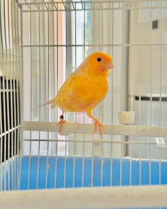 Canarino arancione anellato 2025