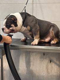 AmericanBully extreme Pocket