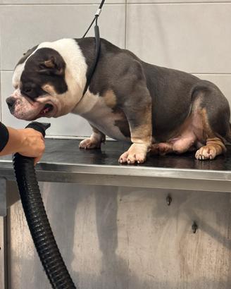 AmericanBully extreme Pocket