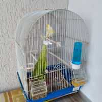 Canarino più gabbia