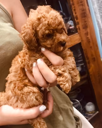 Cuccioli di barboncino Rosso TOY