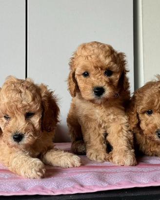 Barboncino albicocca o red cuccioli