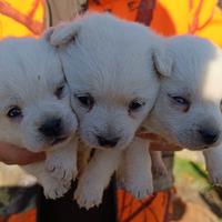 West highland White terrier