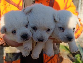 West highland White terrier