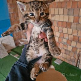 Bengala marble maschio