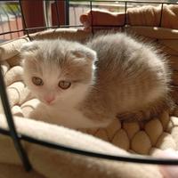 Scottish fold