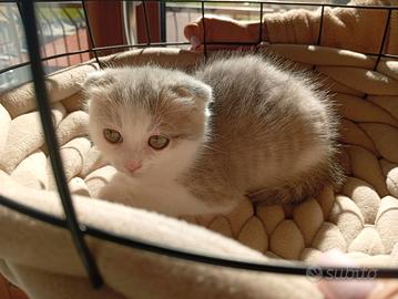 Scottish fold