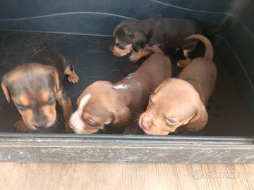 Cuccioli Beagle-segugio