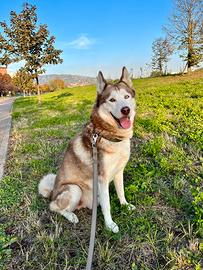Maschio Husky per monta