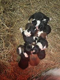 Incrocio maremmana e pastore australiano