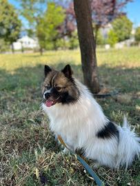 Animali