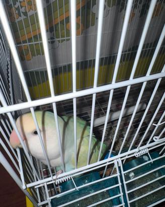 Pappagallo inseparabile