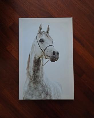 cavallo arabo