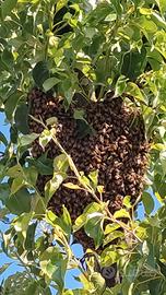 Recupero Sciami Api Monza Milano 3501441718