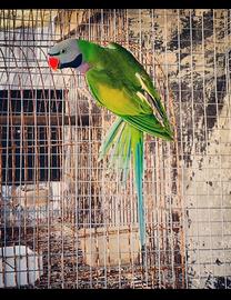 Parrocchetto dai Mustacchi