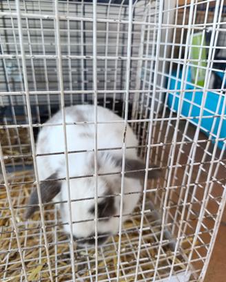 Vendita coniglio