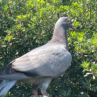 Piccioni per la caccia al colombaccio